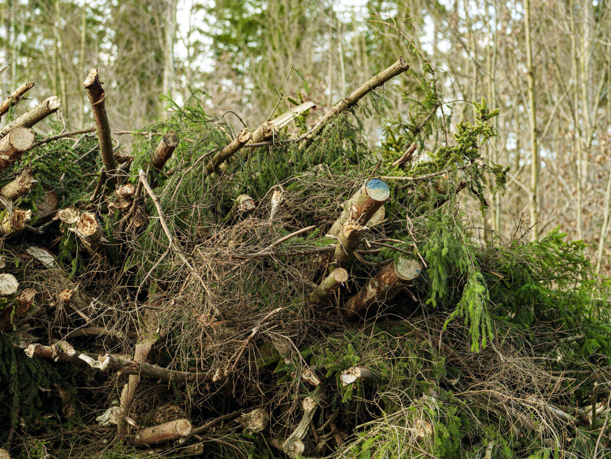 Natürlich mit Holz bauen